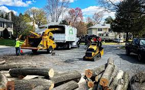 Best Hazardous Tree Removal  in Darien, WI