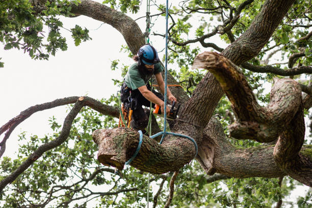 Best Tree Preservation Services  in Darien, WI