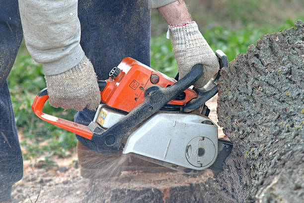 Best Emergency Tree Removal  in Darien, WI