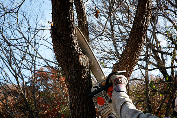 Best Tree Cabling and Bracing  in Darien, WI